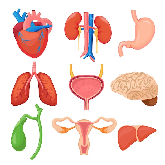 Organi umani. fumetto di anatomia dello stomaco del fegato dei polmoni dei reni del cuore