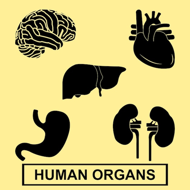 Vector human organs icon