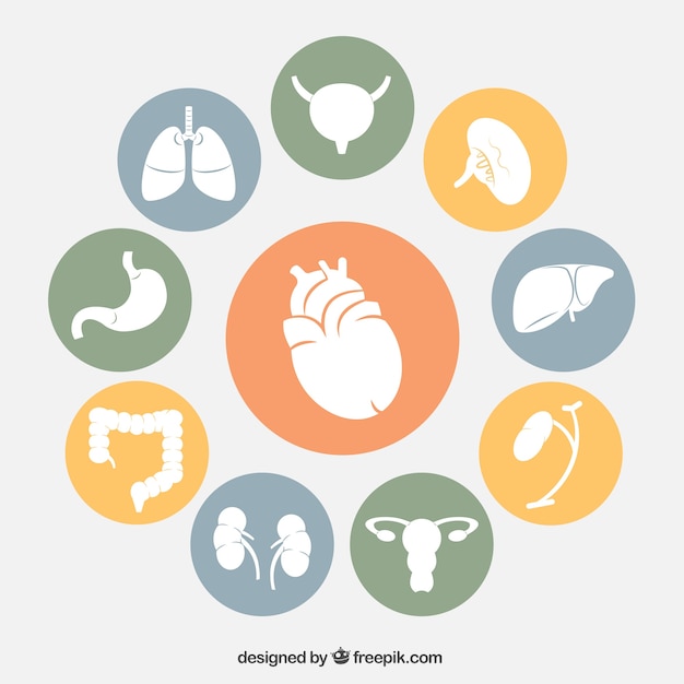 Human organs icons