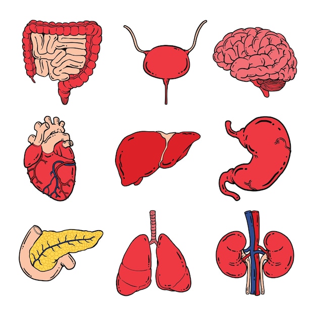 Vector human organs illustration