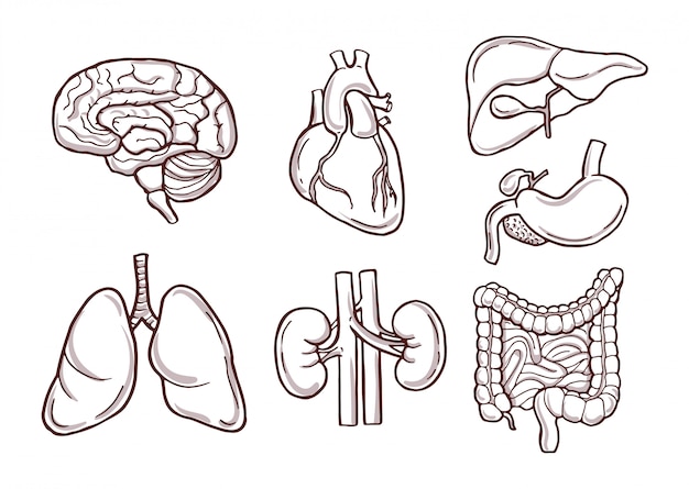 human organs. Medical pictures