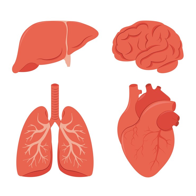Human organs set Lungs heart brain liver Vector illustration
