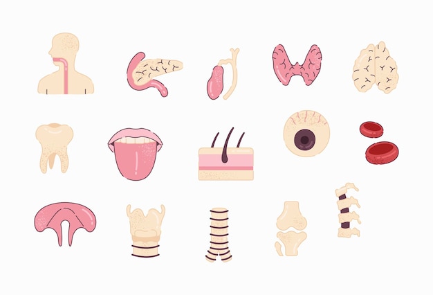 Human Organs vector in flat design