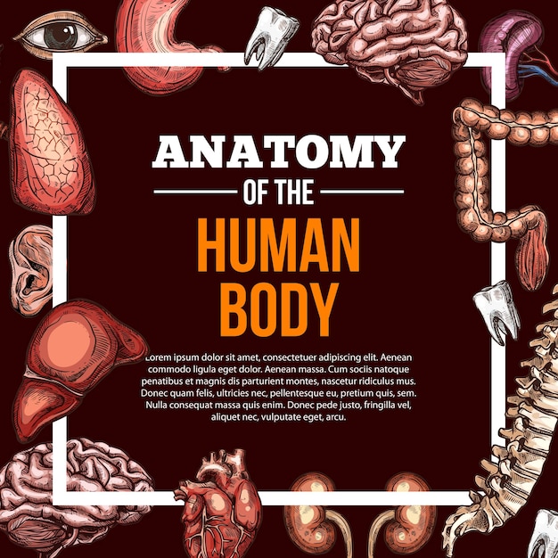 인간의 장기 벡터 스케치 해부학 포스터