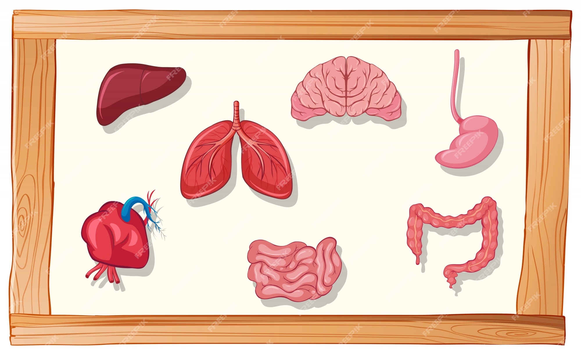 Human Organ Cartoon Images - Free Download on Freepik