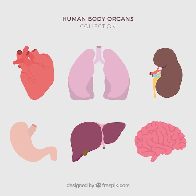 人間の臓器
