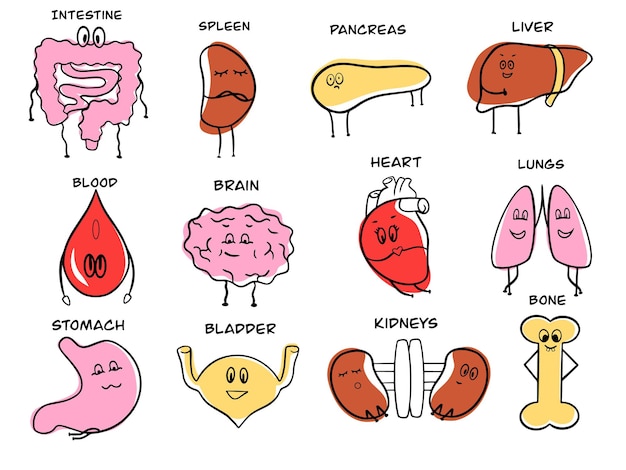 Vector human organs