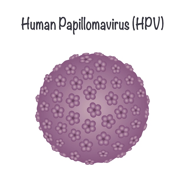 Vector human papillomavirus hpv vector graphic