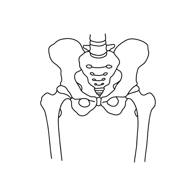 흰색 배경 벡터 스톡 그림에 선으로 그린 인간의 골반 뼈