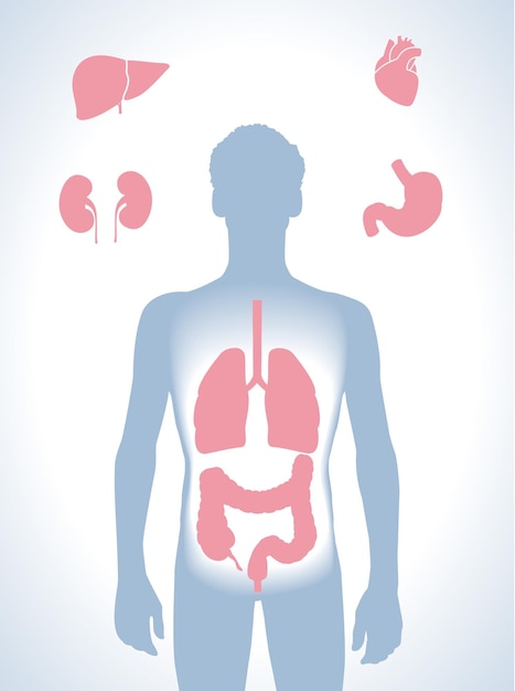 Human physical health organs include the intestines and liver heart lungs blue person shadow inside