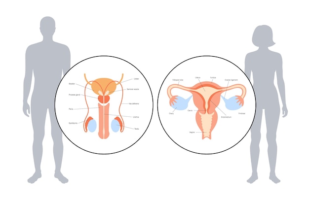 Human reproductive system