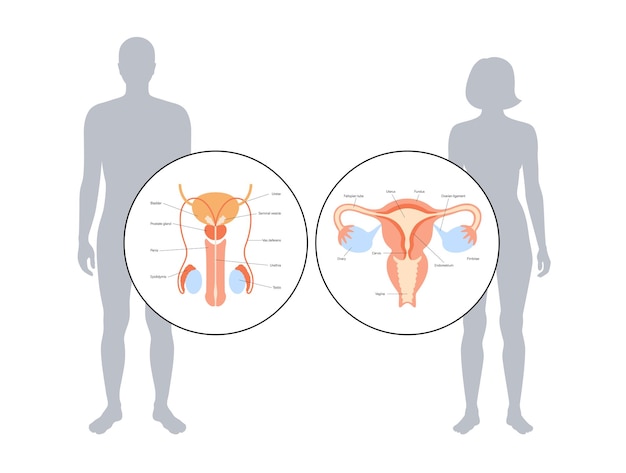 Репродуктивная система человека