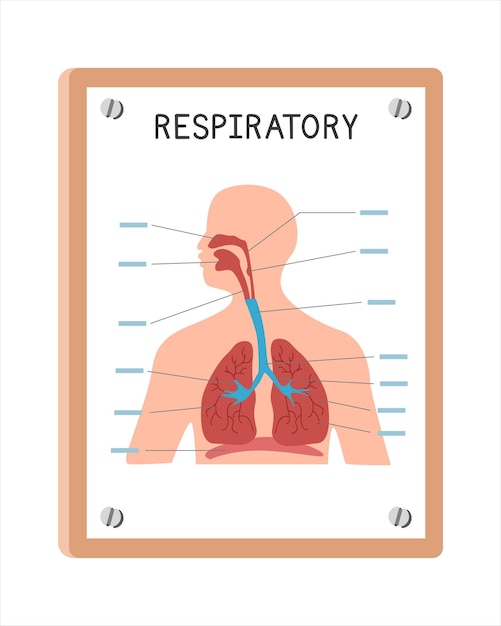 인간의 호흡기 시스템 포스터 클립 아트 만화 스타일 평면 벡터 병원 벽 만화 개념