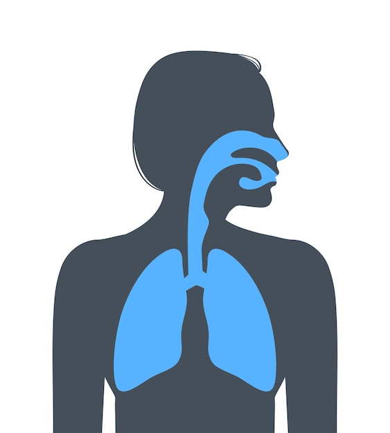 Human respiratory system. Vector illustration