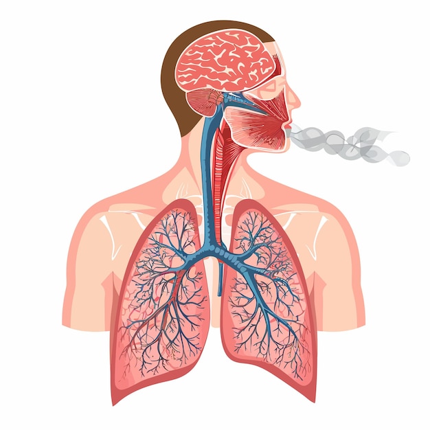 Human_respiratory_system_vector_illustration