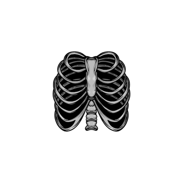 Vector human rib vector illustration on gray