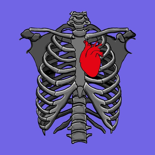 Vettore costole umane e anatomia del cuore