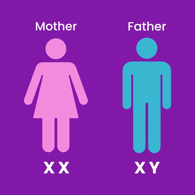 Human sex determination. human reproduction process. vector illustration.