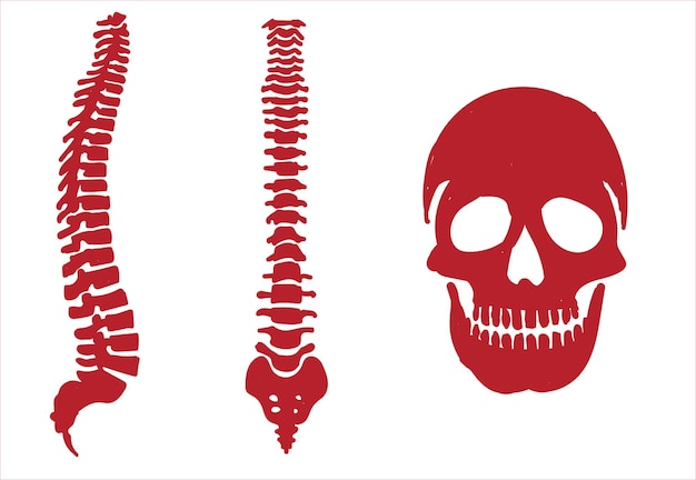 人間の骨格系。関節と体の部分の骨のアイコンは、手描きのベクトル図をスケッチします。スク