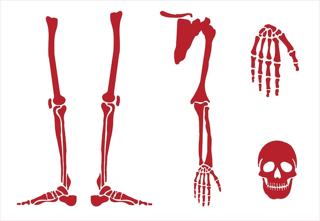 Скелетная система человека. значки костей суставов и частей тела рисуют векторную иллюстрацию вручную. артикул