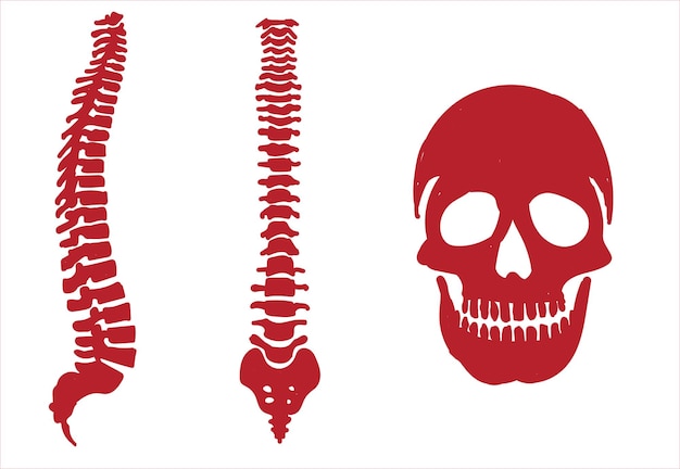 Human skeletal system. joints and body parts bone icons sketch hand drawing vector illustration. sku