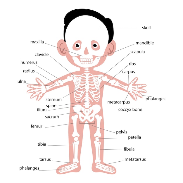 Human skeletal system for kids cartoon illustration of human skeletal system for kids