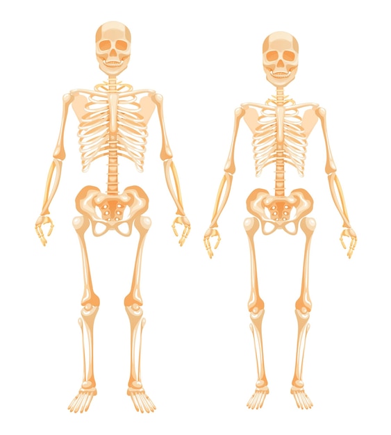 人間の骨格系の男性と女性女性と男性の人体完全な成長における人体の詳細な生物学的システムベクトル漫画イラスト