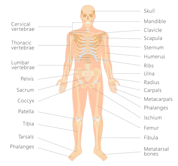 Vettore sistema scheletrico umano con scritte di ossa infografiche su sfondo bianco. bandiera medica. ossa gialle realistiche degli arti o del cranio, tronco con colonna vertebrale e costole. vista frontale, vettore isolato