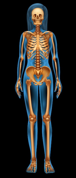 Vector human skeletal system