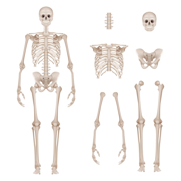 ベクトル 人間の骨格。体の部分の頭蓋骨の骨手足脊椎解剖学詳細なリアルなイラスト