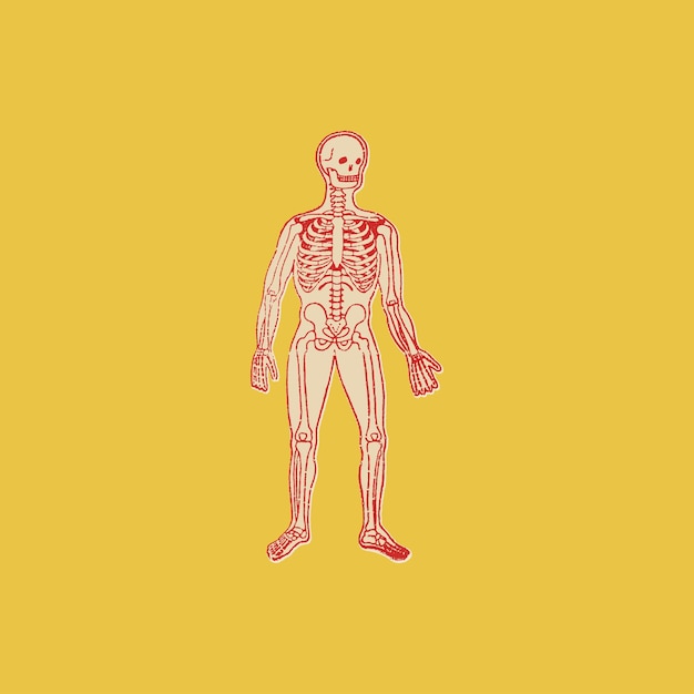 Human skeleton and body vintage illustration