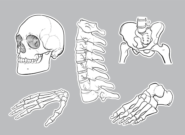 灰色の背景に分離された人間の骨格骨のスケッチ