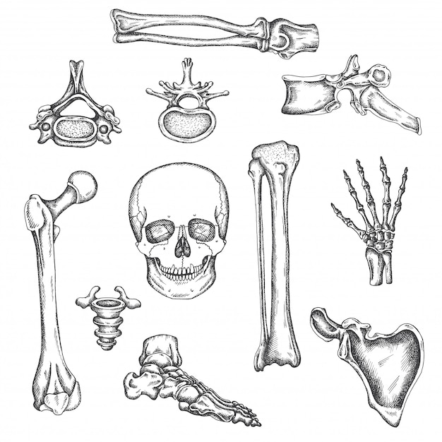 Vettore scheletro umano, ossa e articolazioni. illustrazione vettoriale di schizzo isolato set di ossa di anatomia. immagini ortopediche mediche. disegno di ginocchio, cranio e colonna vertebrale