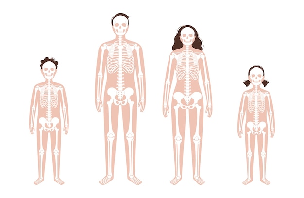 Vector human skeleton concept