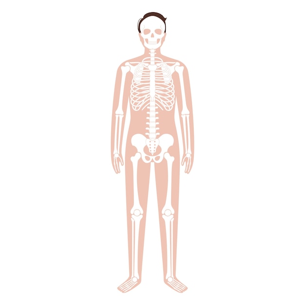 人間の骨格の概念