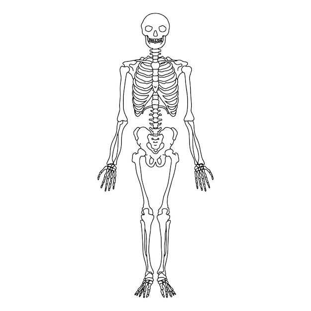 Vector human skeleton drawn by lines on white background vector stock illustration