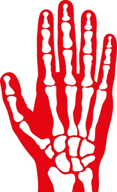 人間の骸骨の手