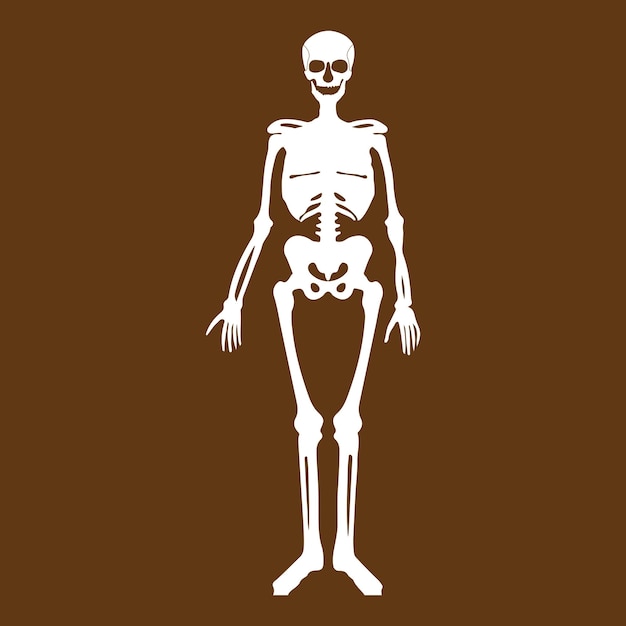 Human skeleton icon