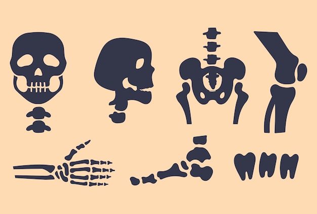 Human skeleton part concept set graphic design illustration element