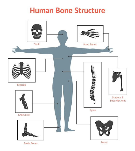 Scheletro umano e set di parti di anatomia ossea su sfondo bianco per carta o poster. illustrazione vettoriale