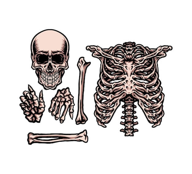 Вектор Набор человеческого скелета, рисованной стиль линии с цифровым цветом, иллюстрация