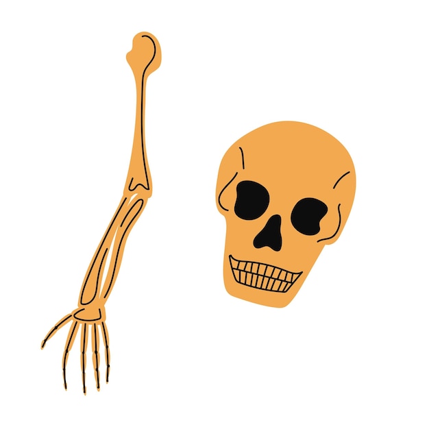 Human skeleton Skeletal arm and skull Vector white illustration set