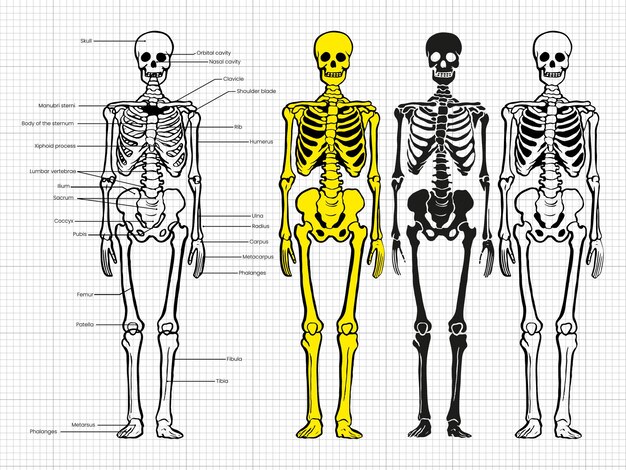 Vector human skeleton vector