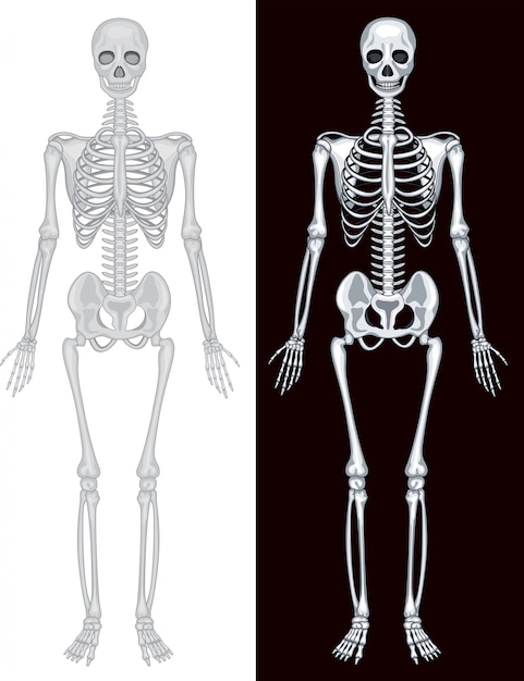 Human skeleton in white and black background