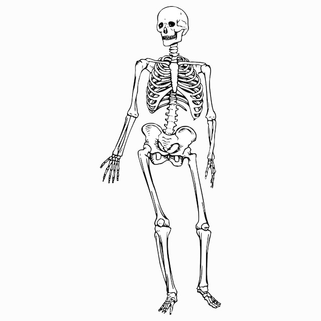 Vector human skeleton