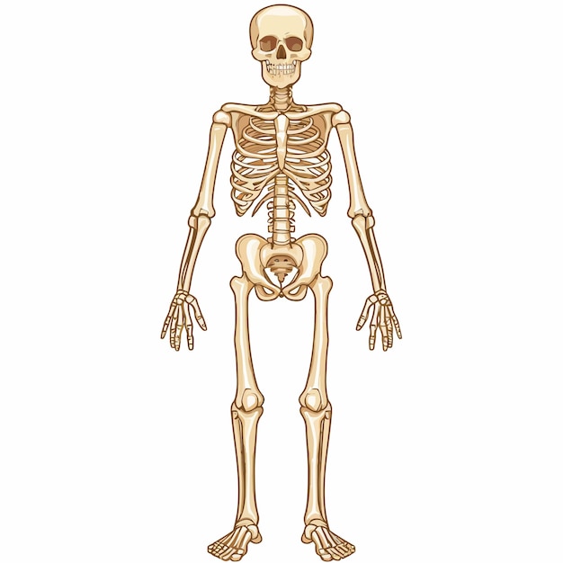 Vector human skeleton