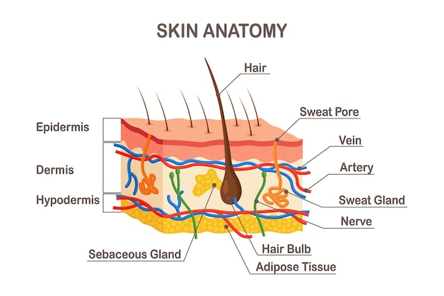 Human skin anatomy. layered epidermis with hair bulb sweat and sebaceous glands artery nerve and veins