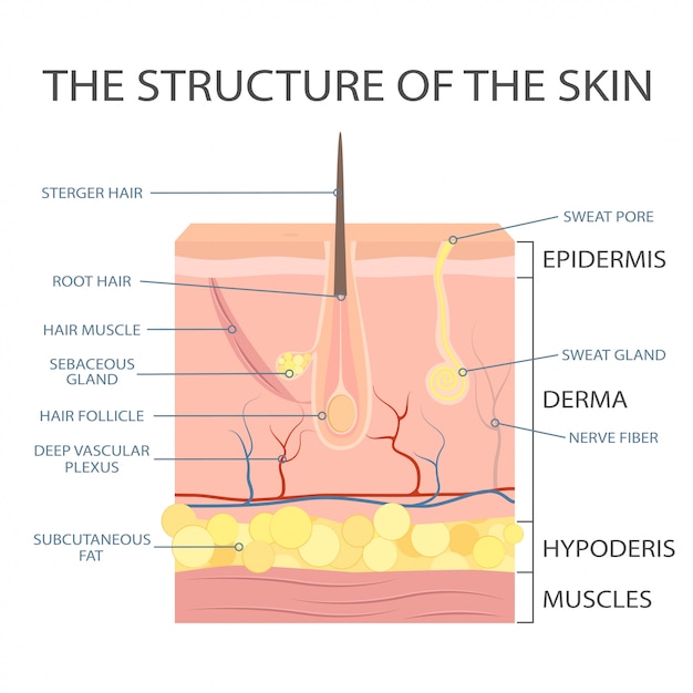 Vettore struttura della pelle umana, anatomia dell'epidermide.