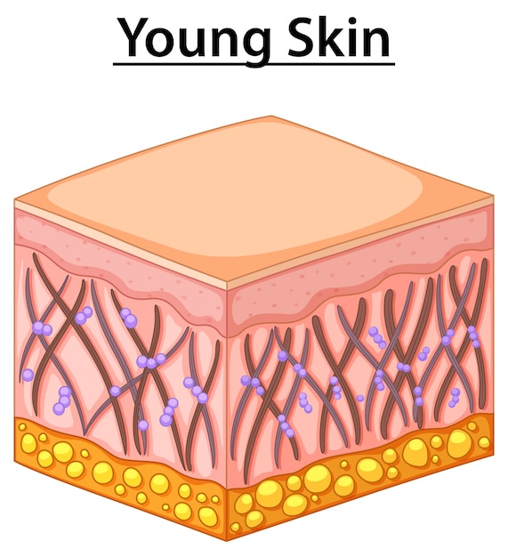 Vector under human skin for young age