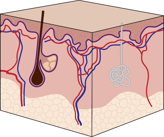 Vector human skin